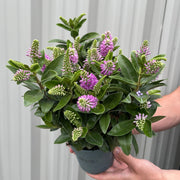 Hebe addenda 'Donna Emma' (Pink/Purple) -