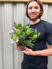 Skimmia japonica 'Fragrant Cloud' 9cm/2L/5L -