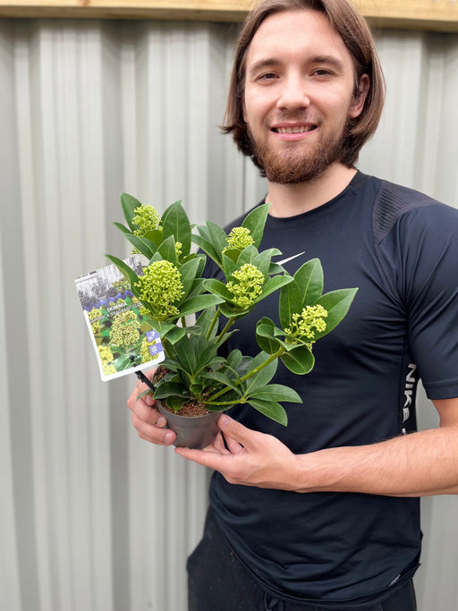 Skimmia japonica 'Fragrant Cloud' 9cm/2L/5L -
