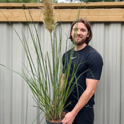 Pampas Grass - Cortaderia selloana Pumila 2L/5L -