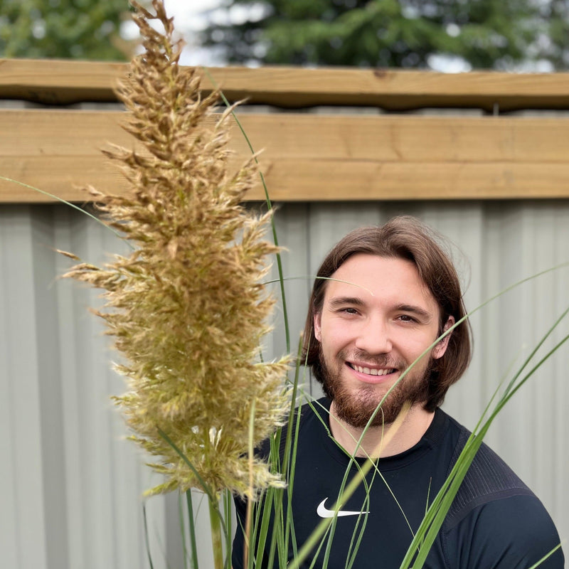 Pampas Grass - Cortaderia selloana Pumila 2L/5L -