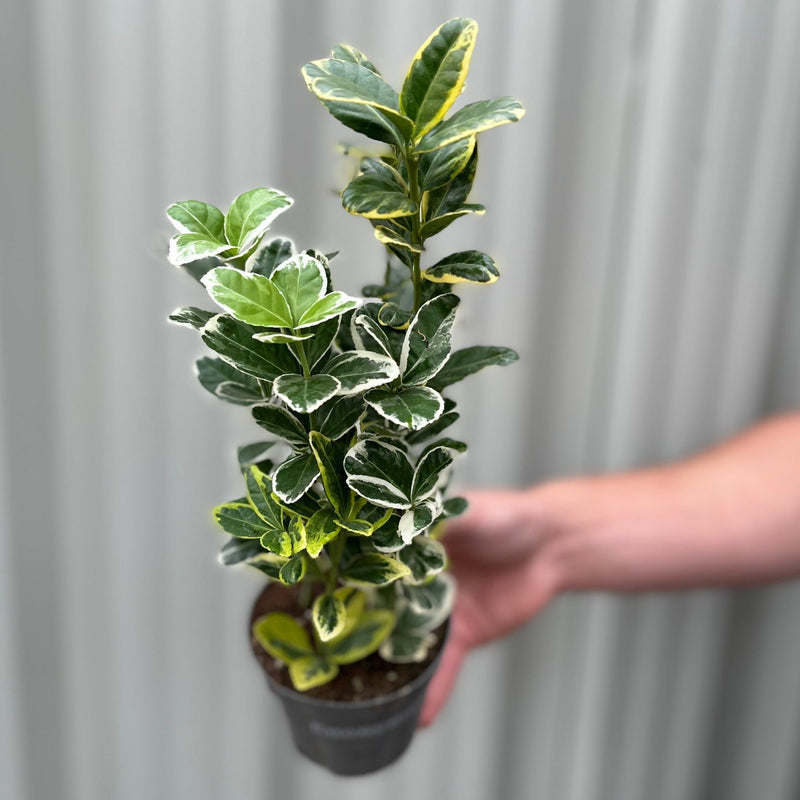 Euonymus japonica Twins (9cm Pot) -