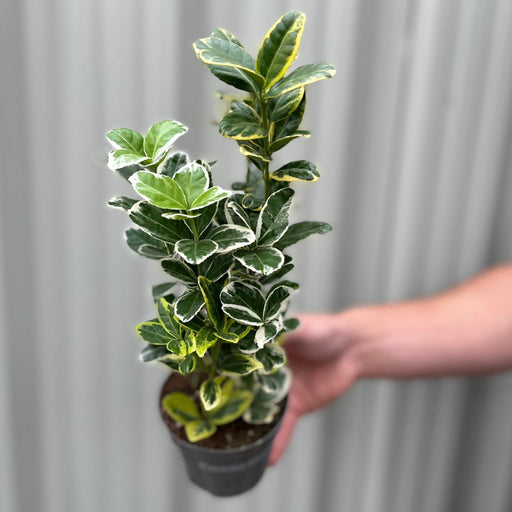 Euonymus japonica Twins (9cm Pot) -