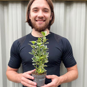 Euonymus japonica Twins (9cm Pot) -