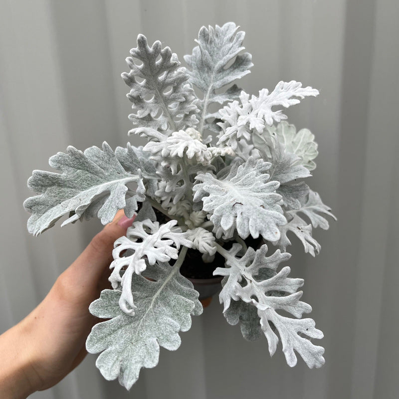 3 x Cineraria 'Silver Dust' (9cm Pots) -