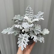 3 x Cineraria 'Silver Dust' (9cm Pots) -