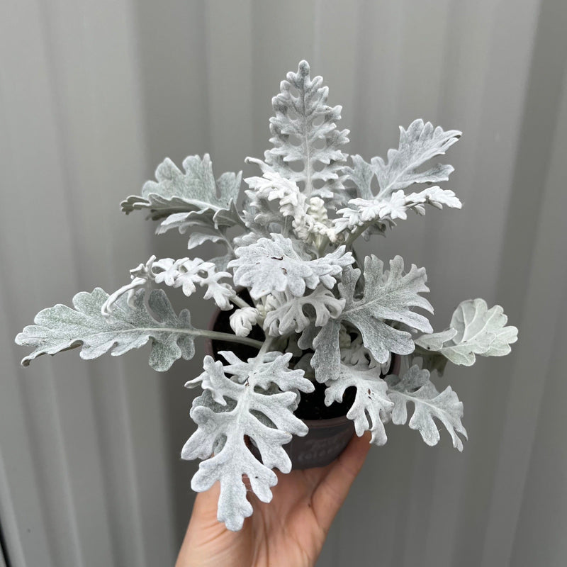3 x Cineraria 'Silver Dust' (9cm Pots) -