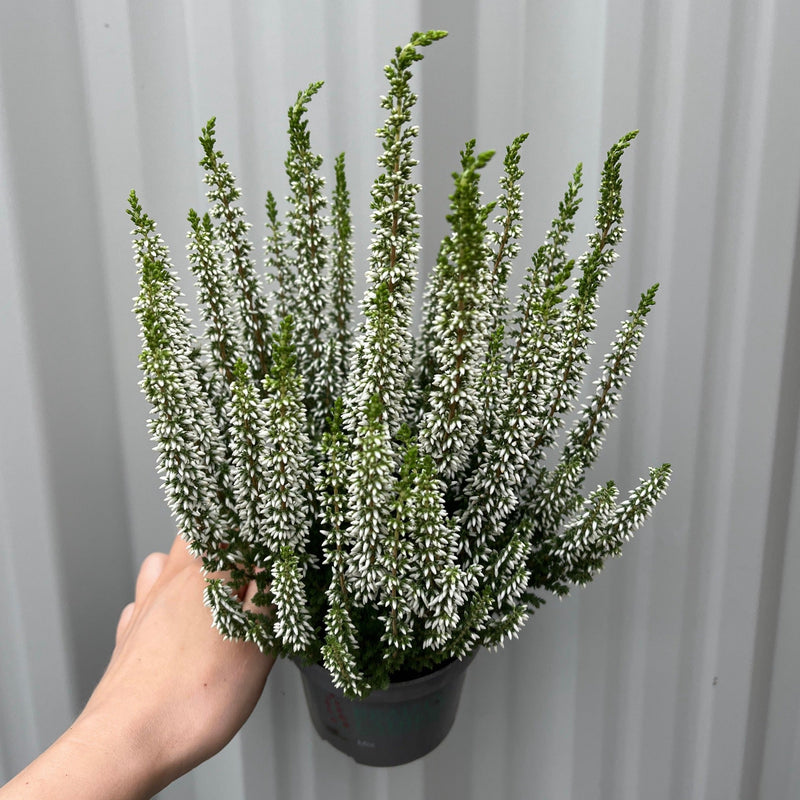 Calluna Heather White (9cm Pot) -
