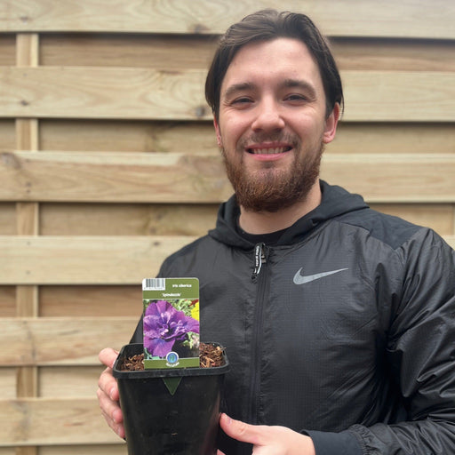 Iris sibirica 'Spindazzle' 2L -