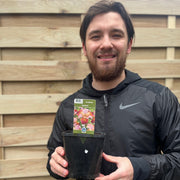 Iris sibirica 'Paprikash' 2L -