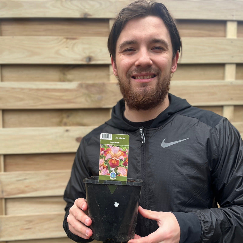 Iris sibirica 'Paprikash' 2L -