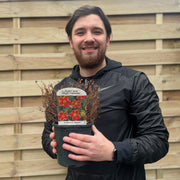 Potentilla fruticosa 'Red Ace' 2L -