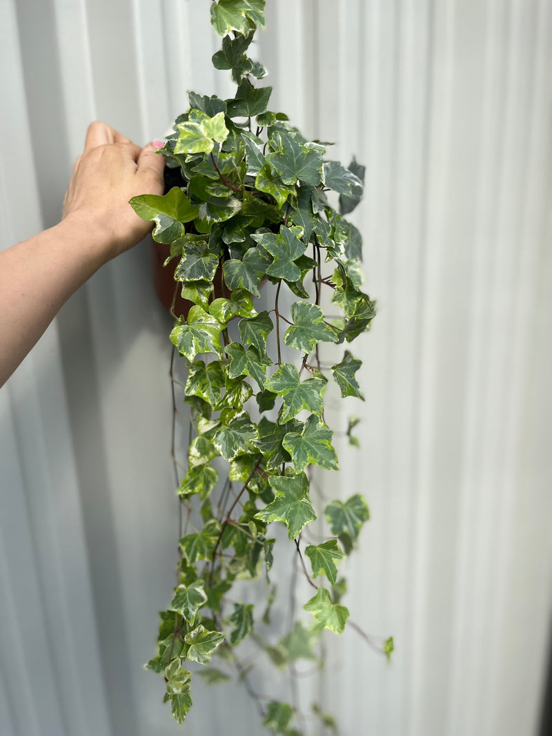 Hedera Helix - Trailing Variegated Ivy (9cm/14cm Pots) -