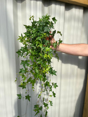 Hedera Helix - Trailing Ivy 1.5L - Home & Garden