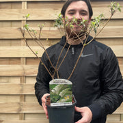 Buddleja davidii 'Manho White’ 1L / 2L -