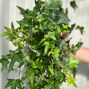 Hedera Helix - Trailing Ivy 1.5L - Home & Garden
