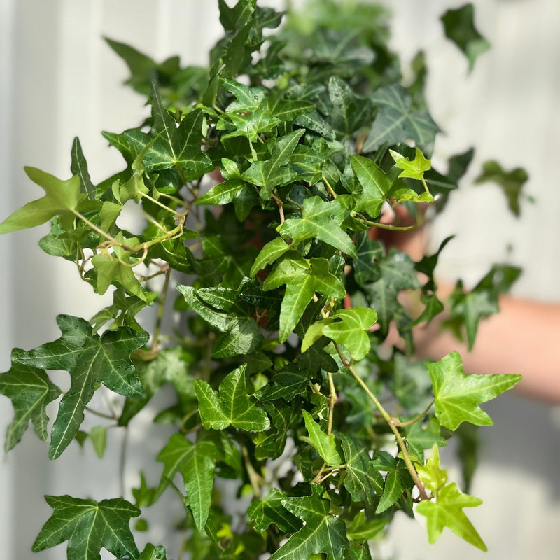 Hedera Helix - Trailing Ivy 1.5L - Home & Garden