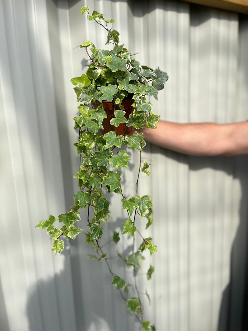 Hedera Helix - Trailing Variegated Ivy (9cm/14cm Pots) -