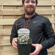 Philadelphus 'Lemoinei' Mock Orange 2L -