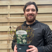 Spiraea japonica 'Albiflora' 2L -