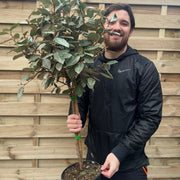 Elaeagnus x ebbingei Compacta Patio Tree (90-100cm) -