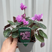 Hardy Cyclamen Pink (9cm Pot) -