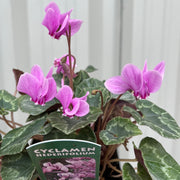 Hardy Cyclamen Pink (9cm Pot) -