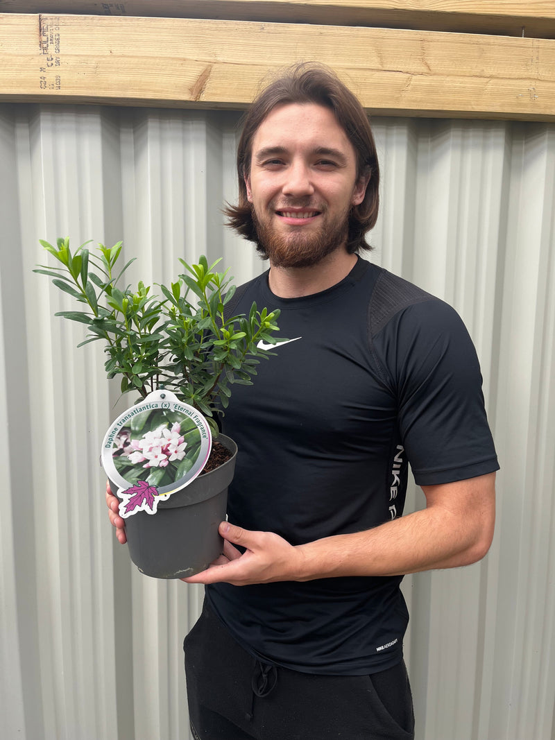 Daphne x Eternal Fragrance 1.5L/2L -