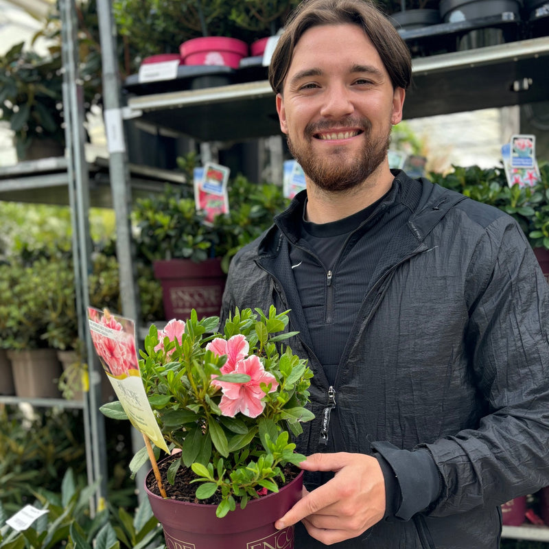 Azalea Encore 'Autumn Starburst' 3L -