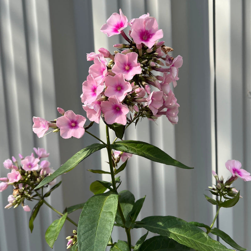 Phlox paniculata 'Bright Eyes' 9cm -