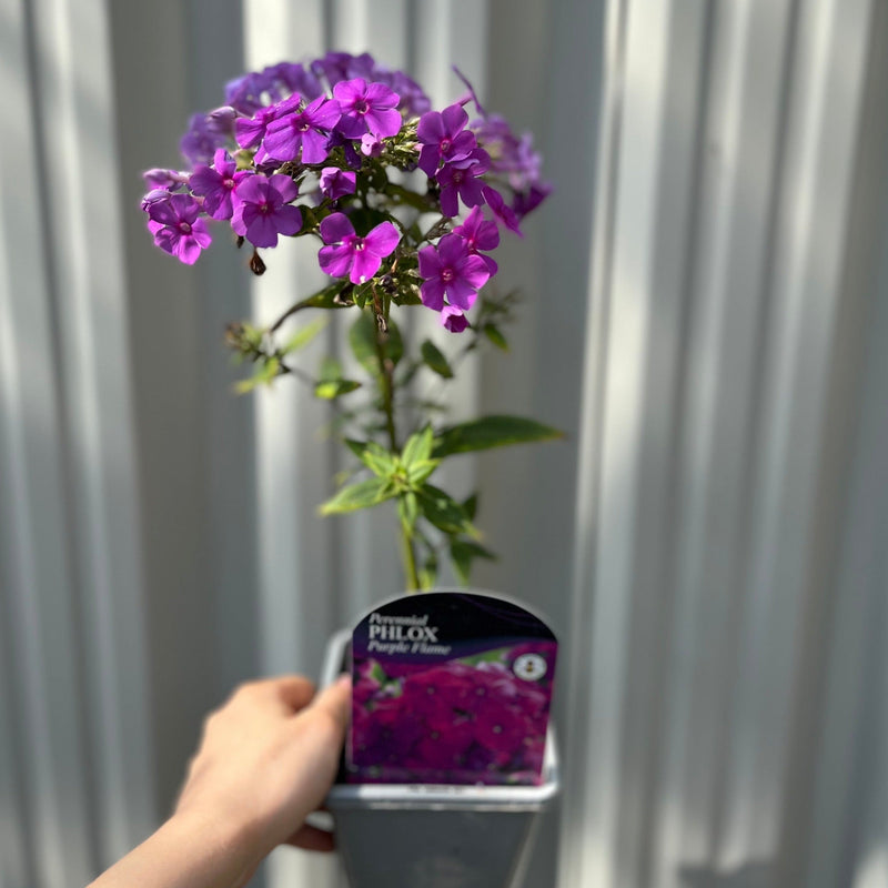 Phlox paniculata 'Purple Flame' 1L -