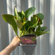 Bergenia cordifolia 'Purpurea' (Elephant's Ears) - Two sizes available -