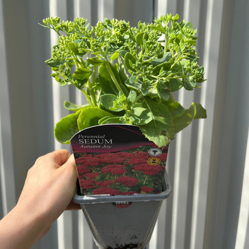 Sedum 'Autumn Joy' 9cm -