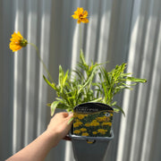 Coreopsis grandiflora 'Early Sunrise' -