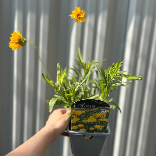 Coreopsis grandiflora 'Early Sunrise' -