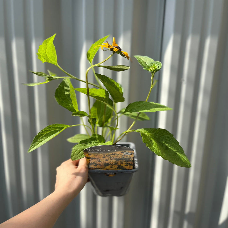 Rudbeckia fulgida Goldstrum 9cm-2L -