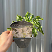 Campanula pyramidalis White 1L -