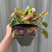 Ajuga 'Burgundy Glow' 1.5L -