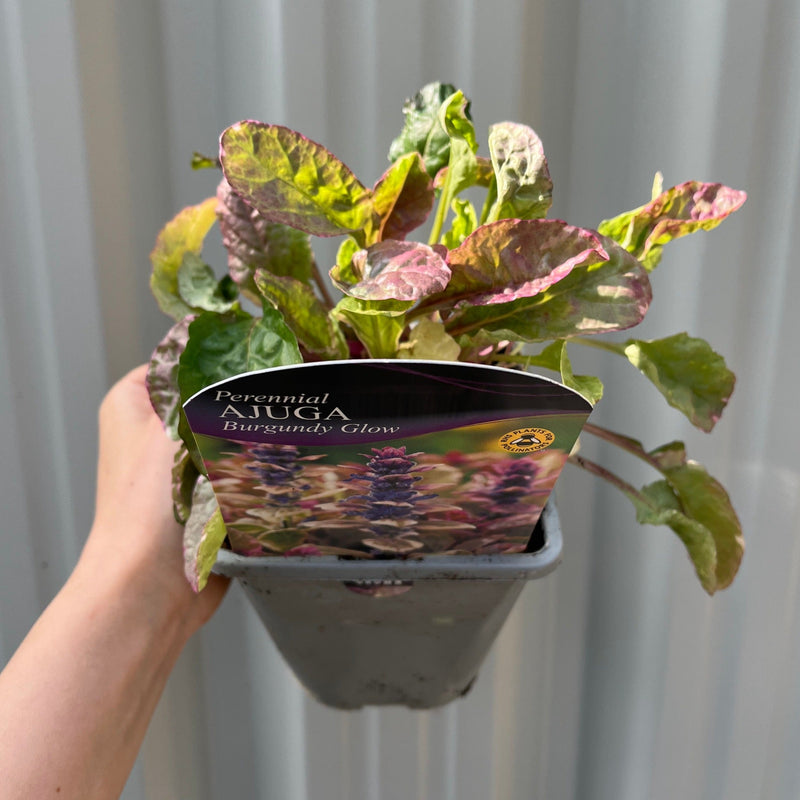 Ajuga 'Burgundy Glow' 1.5L -