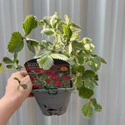 Potentilla Scarlet Starlit 1L -