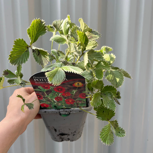 Potentilla Scarlet Starlit 1L -