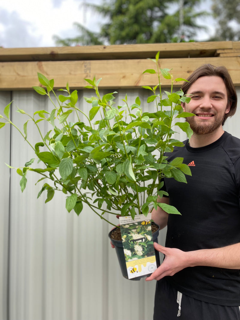 Cornus sericea 'Flaviramea' - Golden Twig Dogwood 3L -