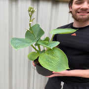 Hosta sieboldiana var. elegans 'Plantain Lily' 1.5L -