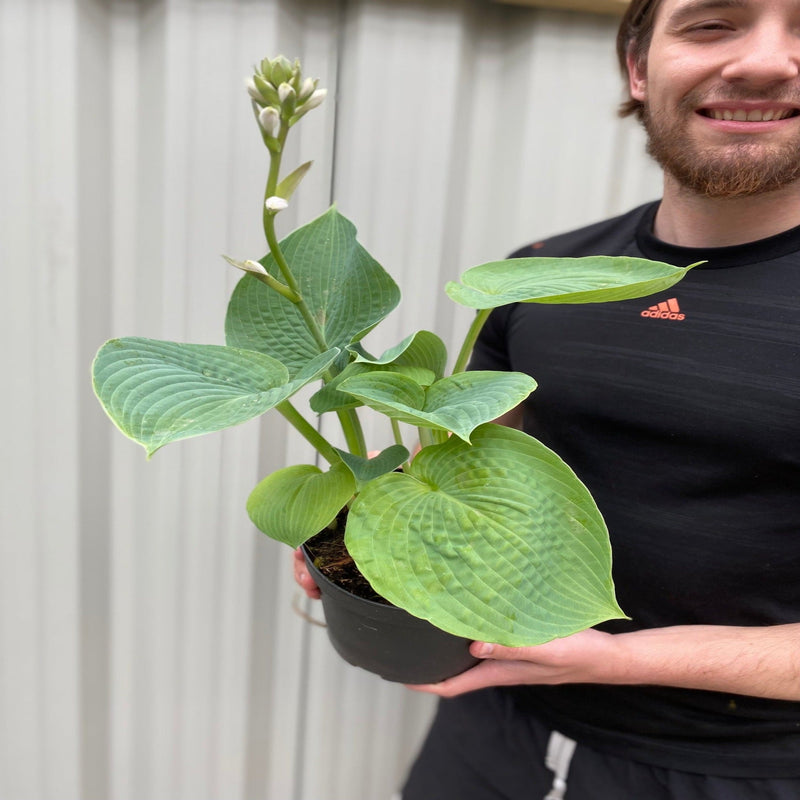 Hosta sieboldiana var. elegans 'Plantain Lily' 1.5L -
