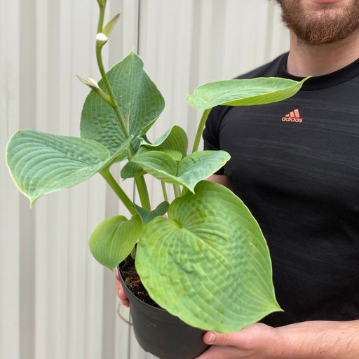 Hosta sieboldiana var. elegans 'Plantain Lily' 1.5L -