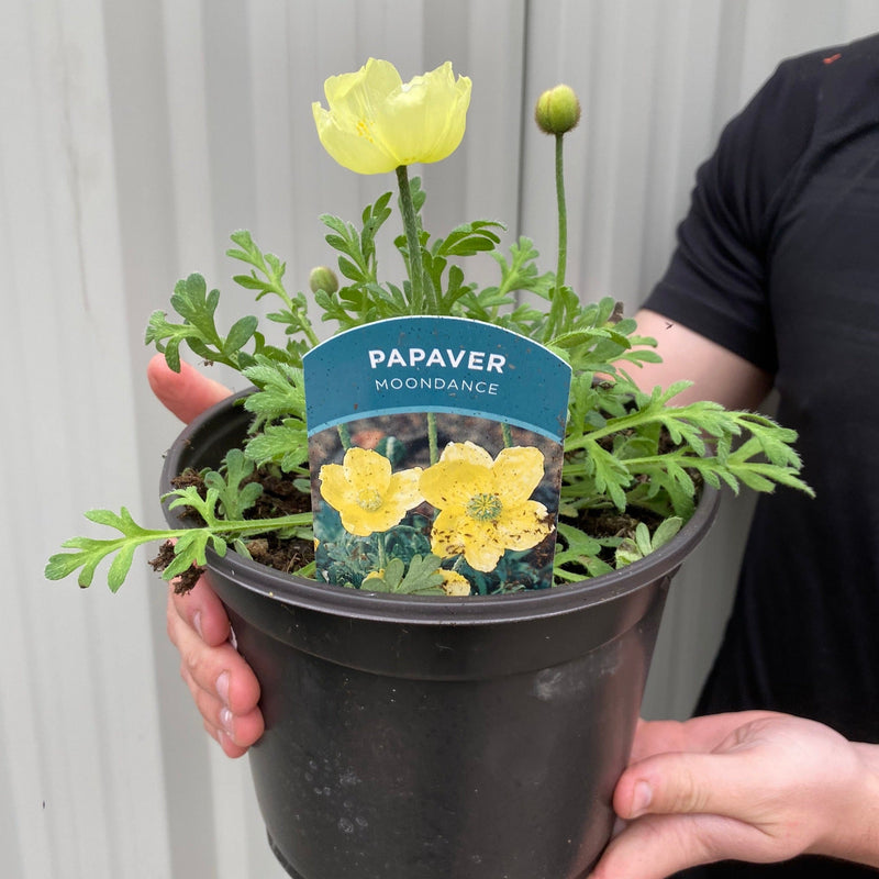 Papaver 'Moondance' 3L -