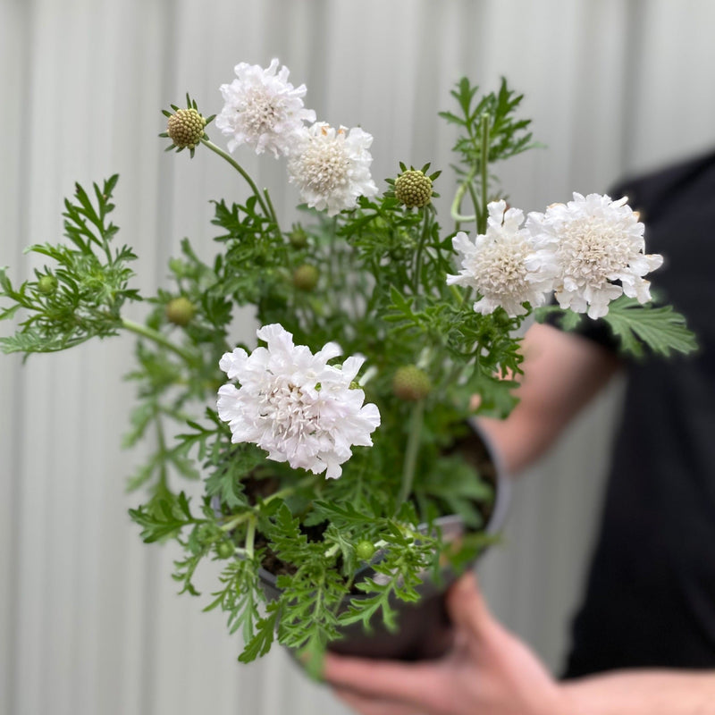 Scabious 'Kudo White' 9cm/2L -