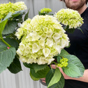 Hydrangea macrophylla 'White Ball' 9cm-10L -