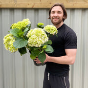 Hydrangea macrophylla 'White Ball' 9cm-10L -