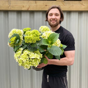 Hydrangea macrophylla 'White Ball' 9cm-10L -